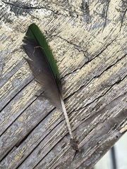 Psittaculidae