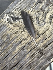 Psittaculidae