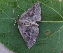 Metarranthis warneri