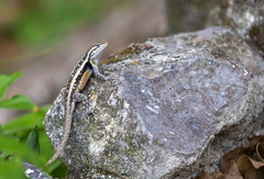 Sceloporus teapensis