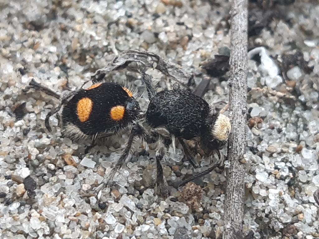 Traumatomutilla vitelligera