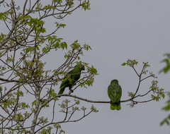 Amazona autumnalis autumnalis