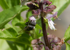 Eutricharaea