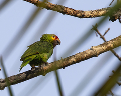 Amazona autumnalis autumnalis