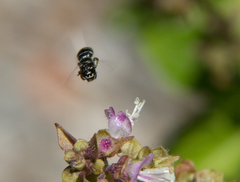 Ceratinidia