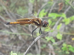 Tramea darwini