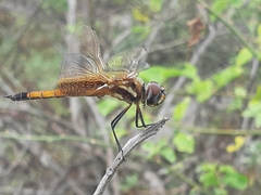 Tramea darwini
