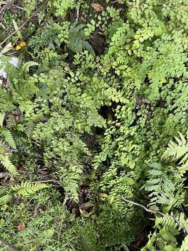 Adiantum raddianum