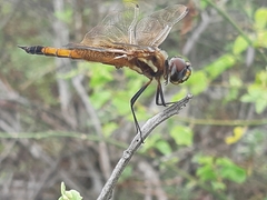 Tramea darwini