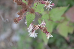 Chromolaena bigelovii