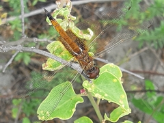 Tramea darwini