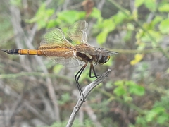 Tramea darwini