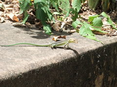 Cnemidophorus lemniscatus