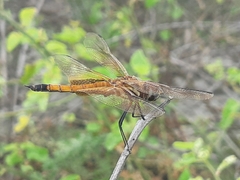 Tramea darwini