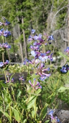 Penstemon pruinosus