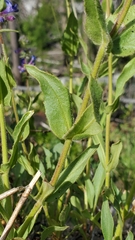 Penstemon pruinosus