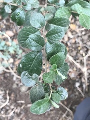 Azara dentata