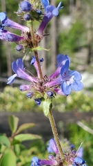 Penstemon pruinosus