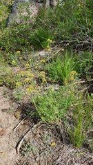 Lomatium brandegeei