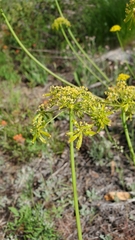 Lomatium brandegeei