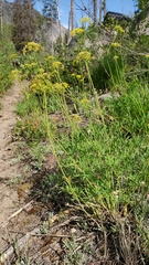 Lomatium brandegeei