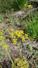 Lomatium brandegeei