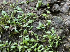 Glossostigma elatinoides
