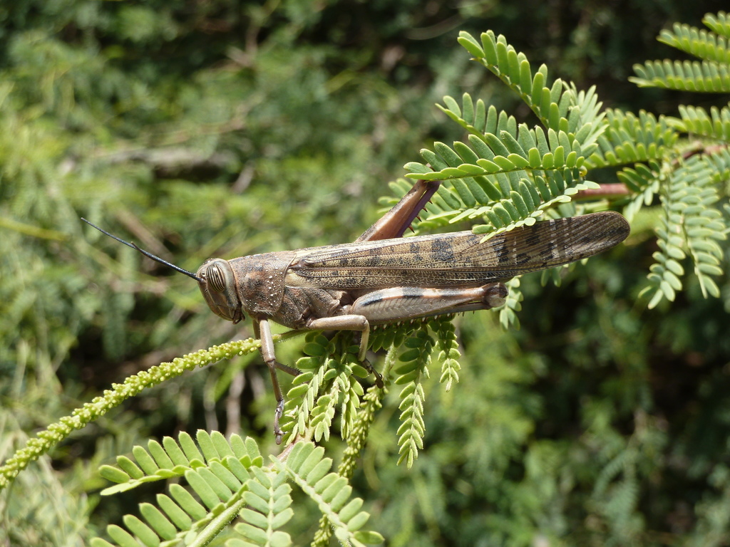 Sahelian tree locust