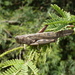 Sahelian Tree Locust - Photo (c) Mike King, some rights reserved (CC BY-NC), uploaded by Mike King