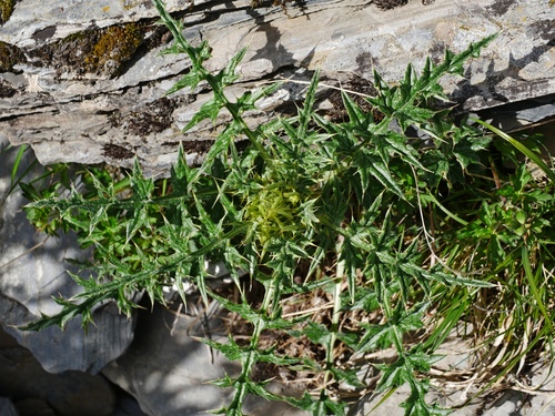 Image of Cirsium arisanense by (c) Jacy Chen, some rights reserved (CC BY)
