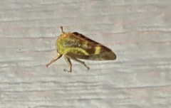 Ophiderma evelyna
