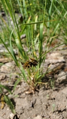 Carex pachystachya