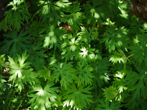 Image of Aconitum fukutomei by (c) Jacy Chen, some rights reserved (CC BY)