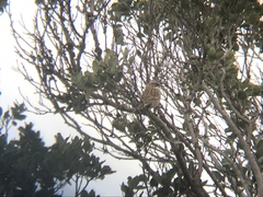 Zonotrichia capensis chilensis