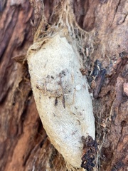 Opodiphthera eucalypti