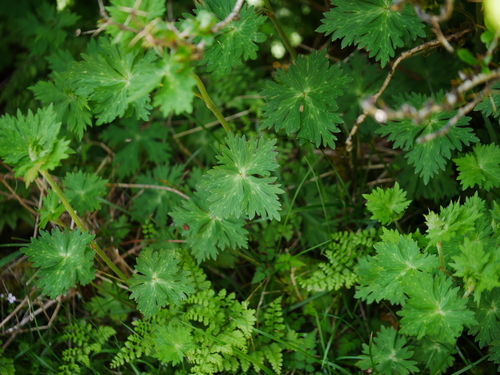 Image of Aconitum fukutomei by (c) Jacy Chen, some rights reserved (CC BY)