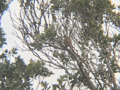 Zonotrichia capensis chilensis