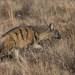 Southern Aardwolf - Photo (c) riaan22, some rights reserved (CC BY-NC)