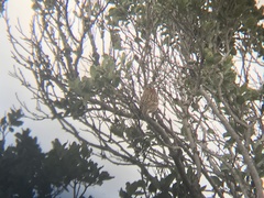 Zonotrichia capensis chilensis