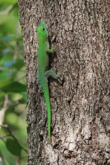 Phelsuma kochi