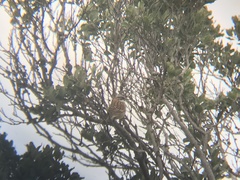 Zonotrichia capensis chilensis