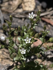 Ravenella angustiflora