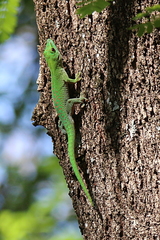 Phelsuma kochi