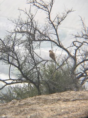 Daptrius chimango chimango