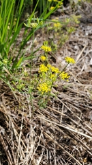 Lomatium ambiguum