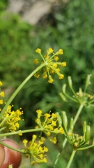 Lomatium ambiguum