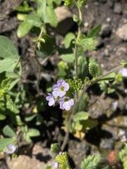 Phacelia suaveolens