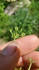 Lomatium ambiguum