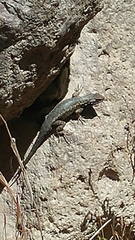 Sceloporus occidentalis becki