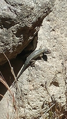 Sceloporus occidentalis becki